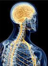 The Central Nervous System: Nourishing Your Body and Mind